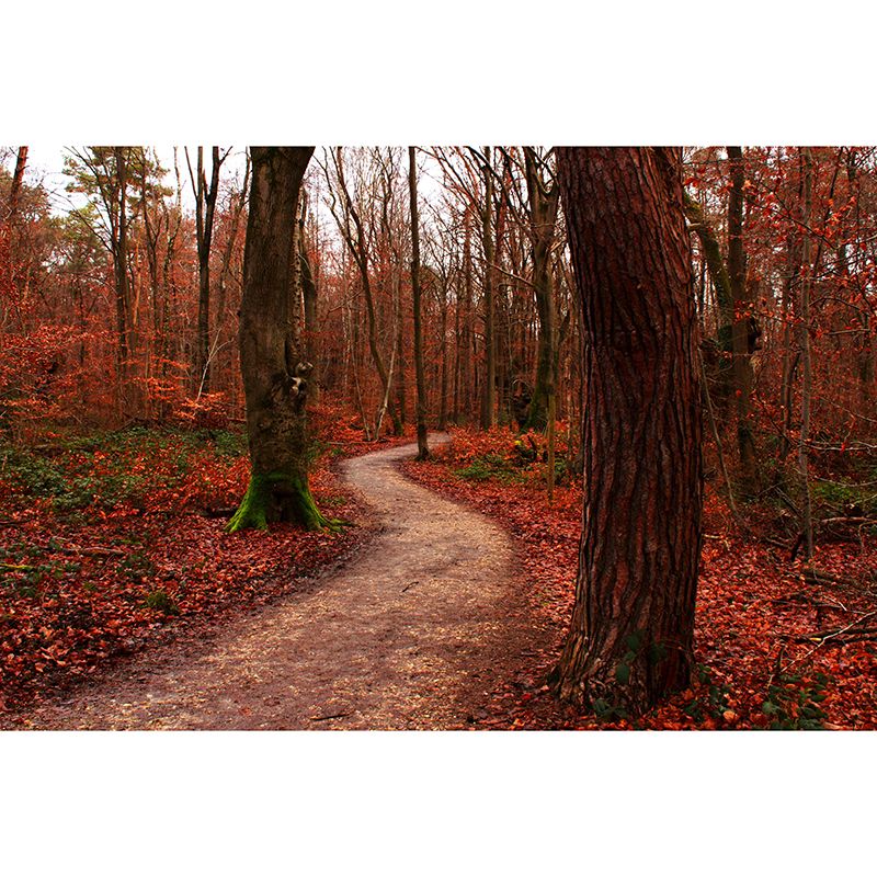 Contemporary Forest Wall Mural Environment Friendly Wallpaper for Sitting Room