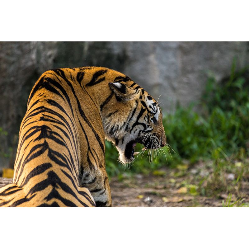 Cool Tiger Jungle Animal Wall Covering for Living Room Decoration, Moisture Resistant