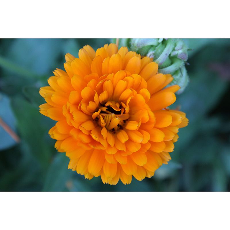 Customized Contemporary Marigold Mural Mildew Resistant for Sitting Room Bedroom