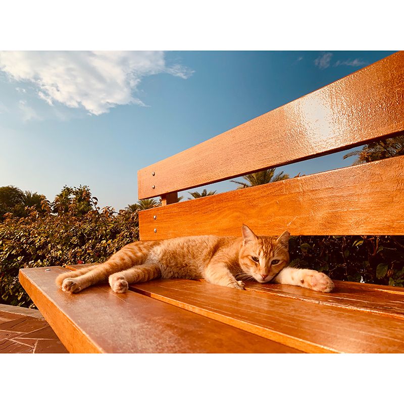 Cute Cats Mildew Resistant Mural Wallpaper Indoor Wall Mural