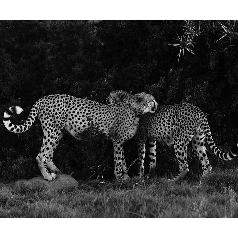 3D Wild Animal Mildew Resistant Mural Contemporary Photography Living Room Wall Mural