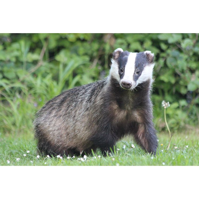 Badger Contemporary Wall Mural Modernist Wall Covering for Bedroom Decor