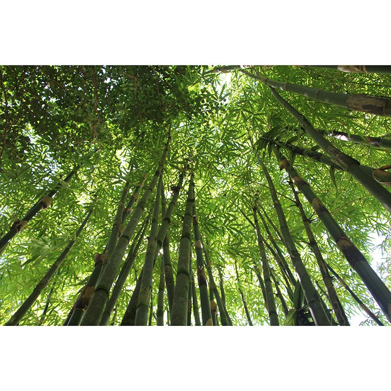 Green Bamboo Wall Mural Minimalist Decoration Stain Resistant for Sitting Room