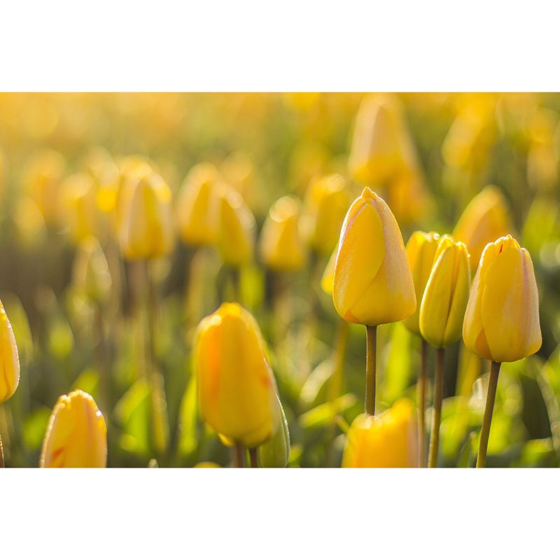 Washable Stain Resistant Mural Wallpaper City Landscape Indoor Wall Mural