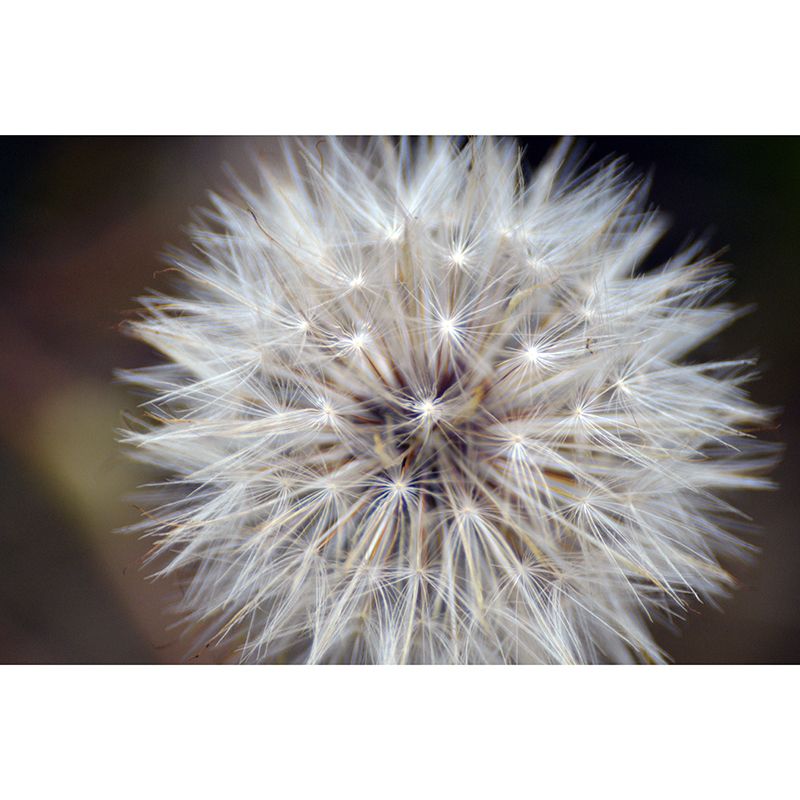 Dandelion Plant Mural Wallpaper Home Decor Water Resistant Wallpaper for Living Room