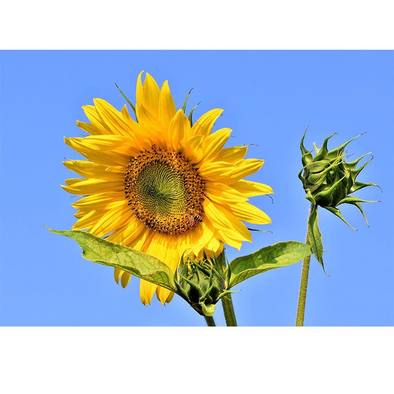 Yellow Sunflower Waterproof Decor Mural  for Bathroom Kitchen Sleeping Room