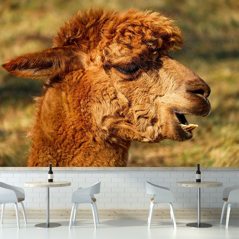 Alpaca Portrait Mural Wallpaper Contemporary Style Wall Covering for Living Room