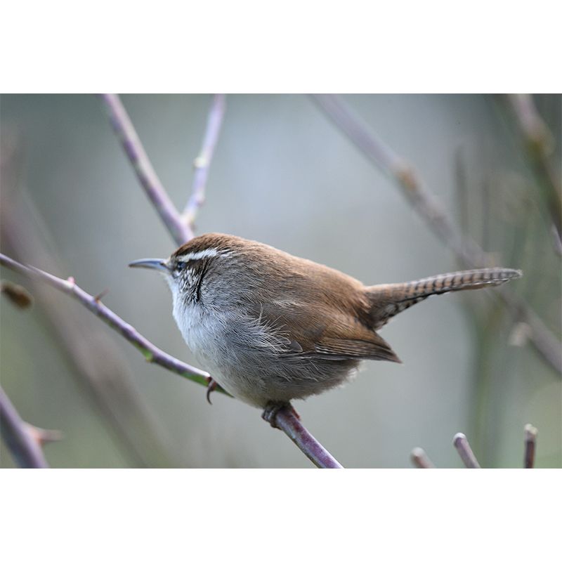 Customized Wren Wall Paper Murals Mildew Resistant Living Room Wall Decor