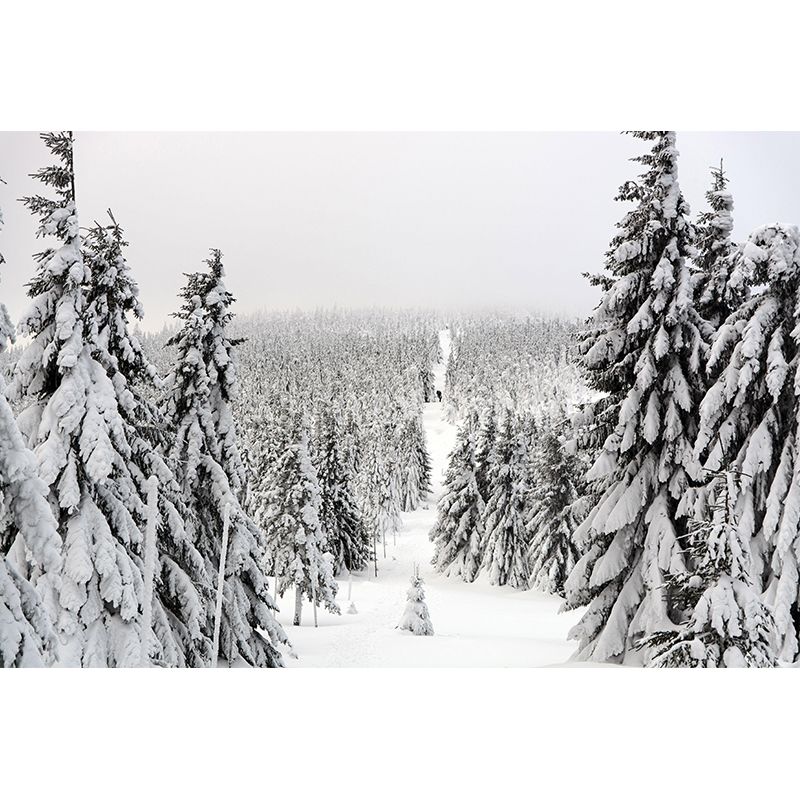 Misty Forest Scenery Wall Mural Modern Wall Decor in zachte kleuren voor Accent Wall