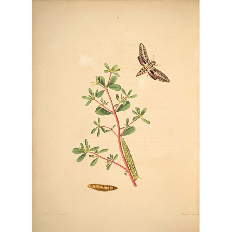 Extra Large Botanical Mural Beige Non-Woven Wall Art for Home Decor, Personalised