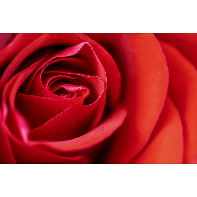 Partial Close-up of Flower Mural Soft Color Stain Resistant Wall Art for Living Room