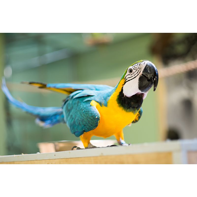 Tropical Animal Parrot Wall Mural Decal Indoor Room Decoration Wall Decor for Exhibition Hall