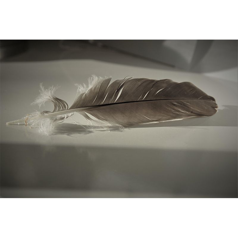 Customized Photography Feather Mural Eco-friendly Decorative Wallpaper for Room