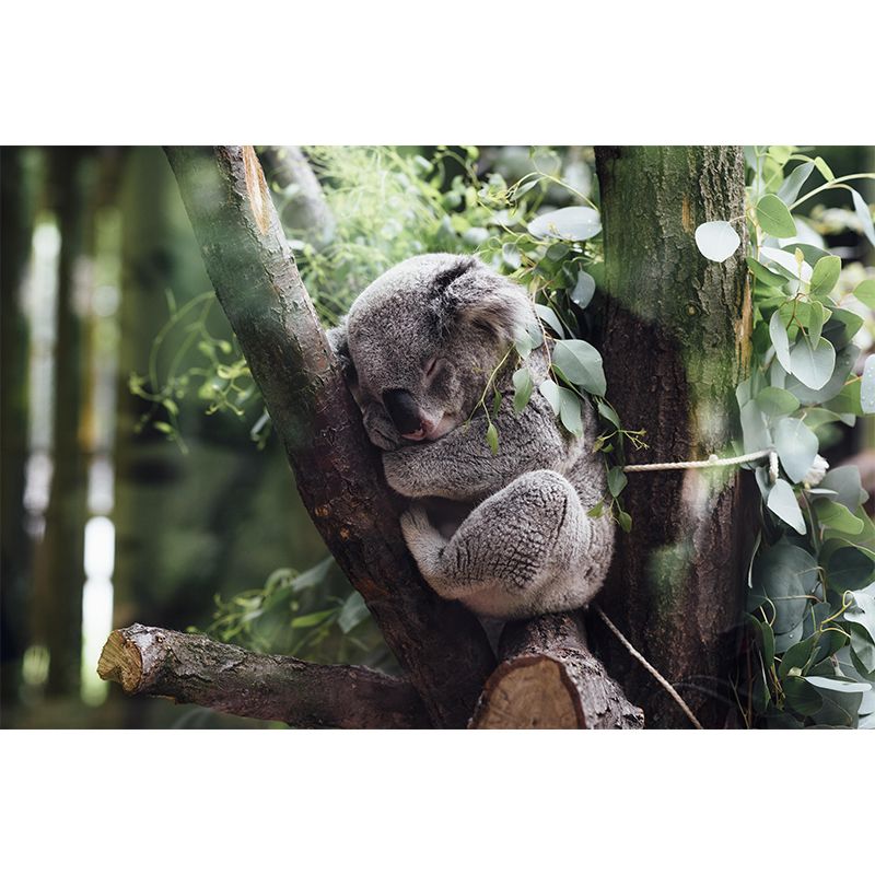Modern Cute Koala Mural Wall Decor Mildew Resistant Living Room Wall Mural for Wall Decor