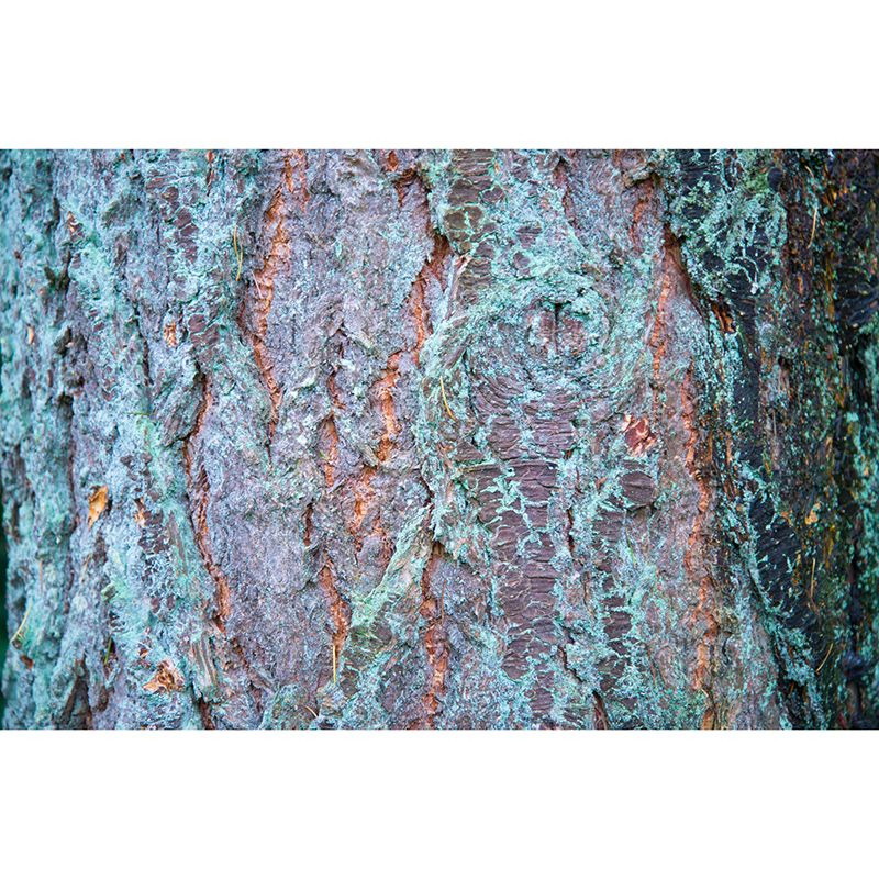 Eco-friendly Wood Grain Mural Mildew Resistant Decorative Living Room Wall Mural