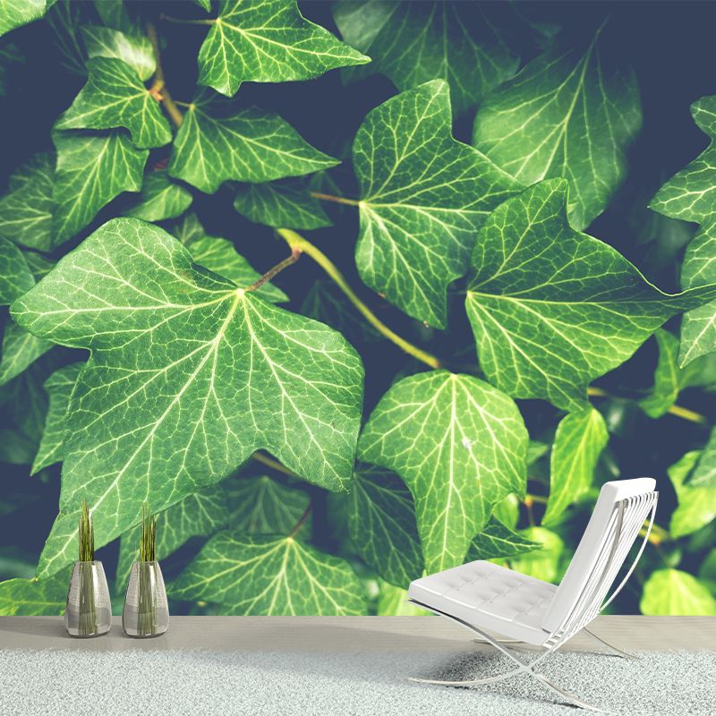 Ivy Leaf Wall Murals Contemporary Style Moisture Resistant Wall Covering