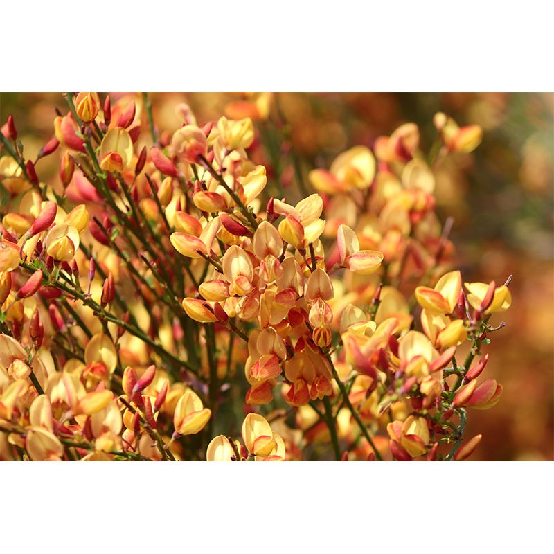 Customized Sea of Flowers Mural Wall Covering Eco-friendly Wallpaper for Bedroom