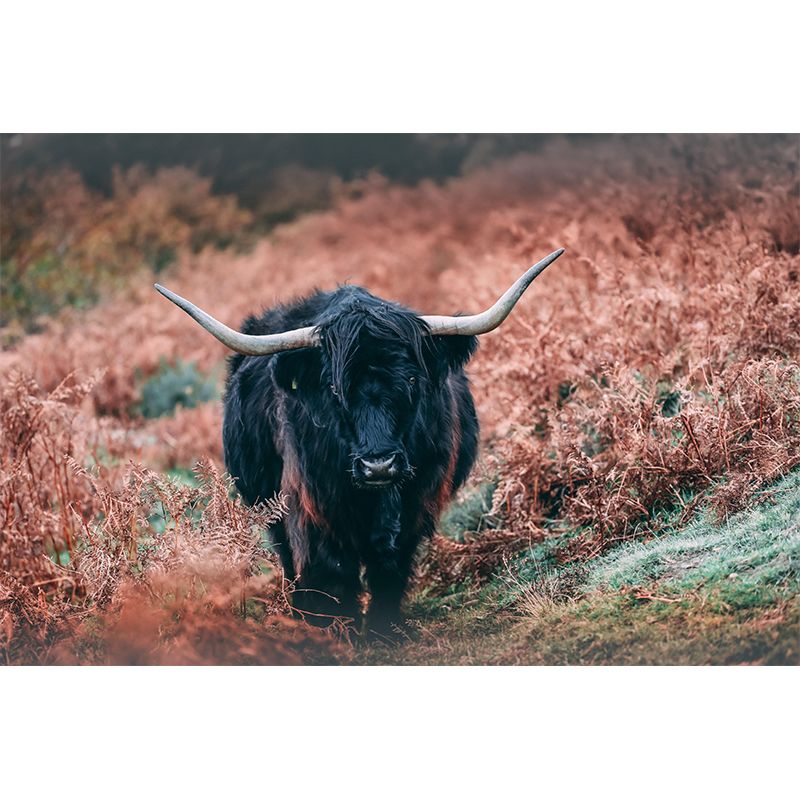 Wild Animal Sheep Mildew Resistant Wall Mural Mural Wallpaper Bedroom