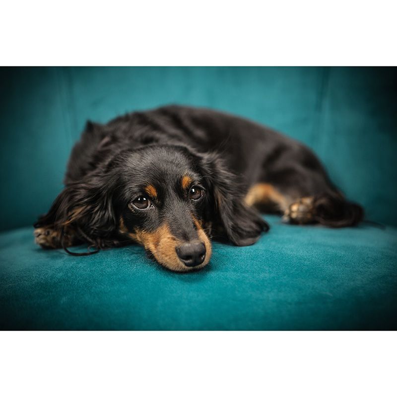 Full Size Photography Lovely Dog Mural Wallpaper Wall Decor for Boys Room