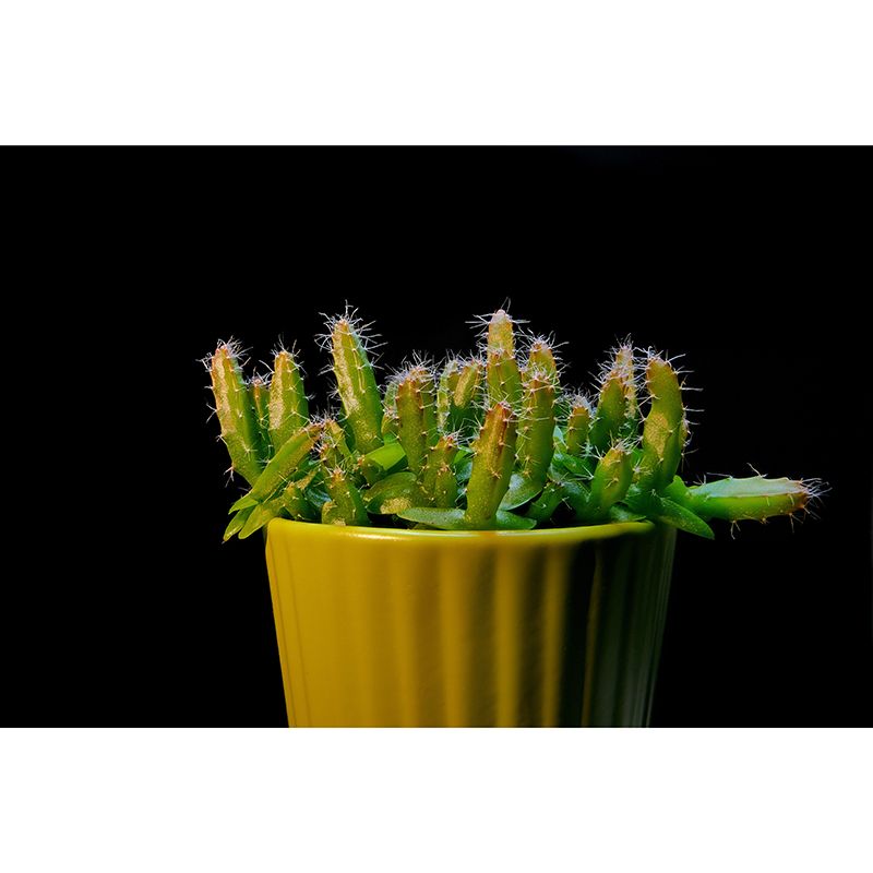 Prickly Cactus Minimalism Style Mural Wallpaper for Reading Room, Customized Size Available