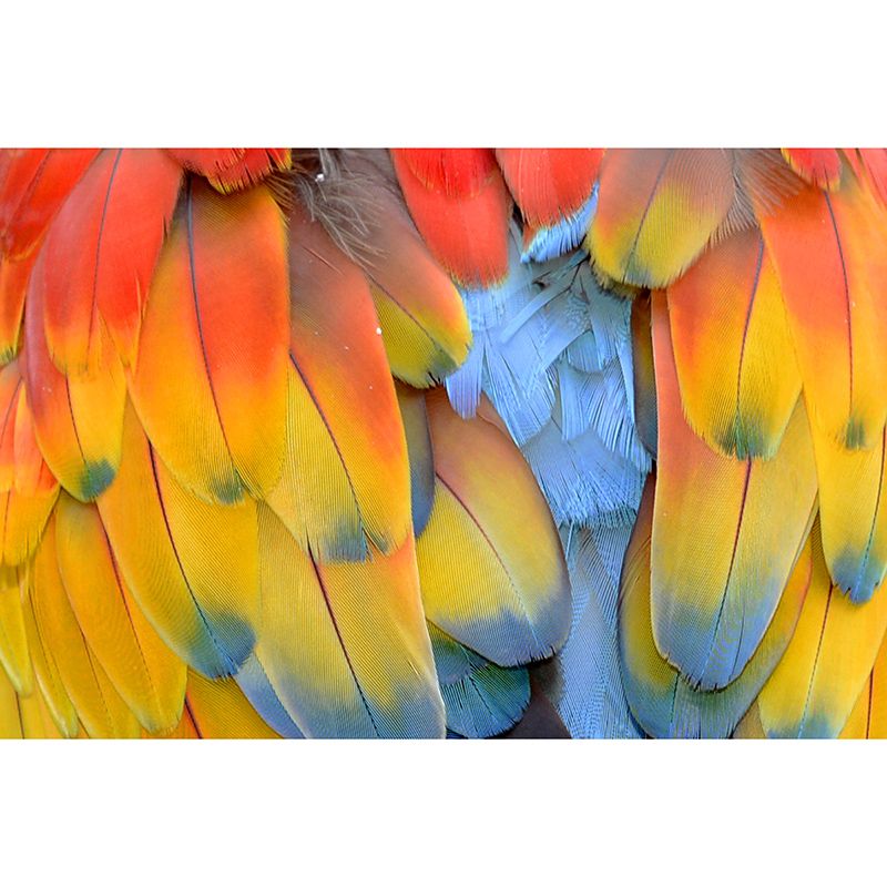 Parrot Feathers Mural Wallpaper for Sitting Room Colorful, Custom Size Available