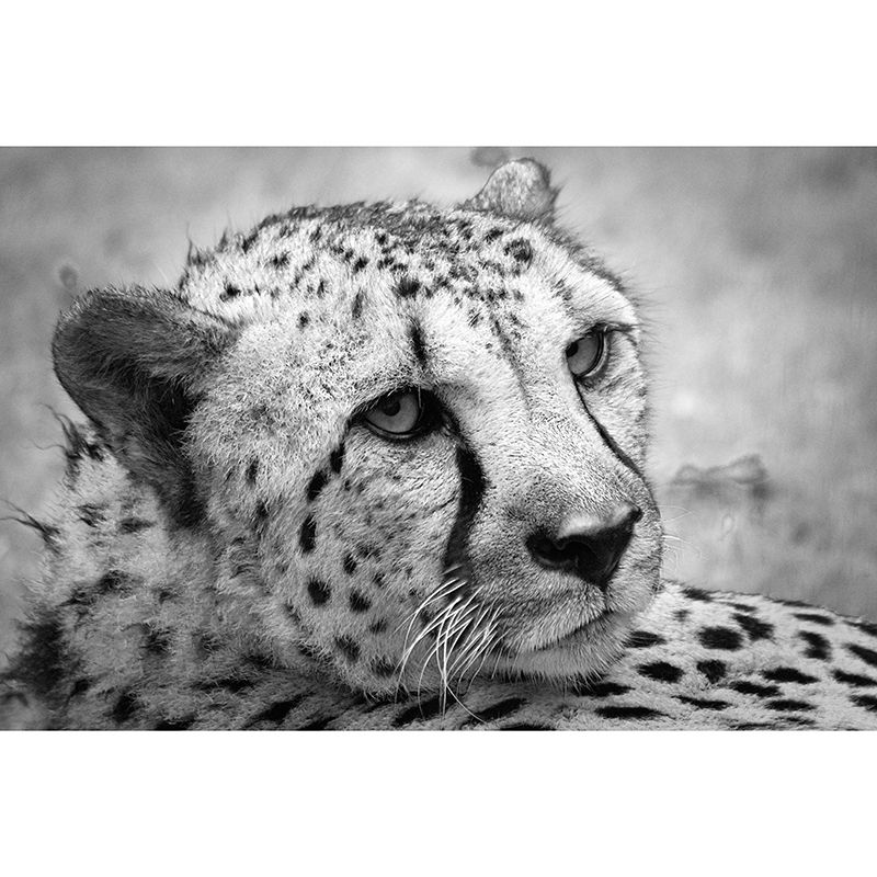 Cheetah Mural Waterproofing Wall Covering for Home Decoration, Made to Measure