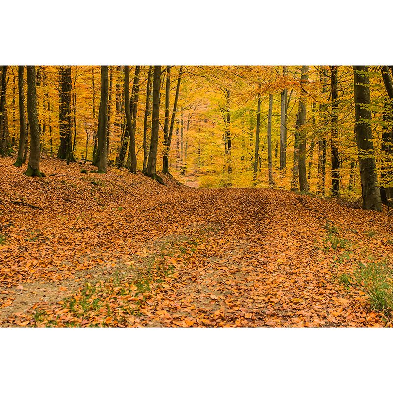 Autumn Forest Mural Wallpaper Stain Resistant for Living Room, Custom Size Available