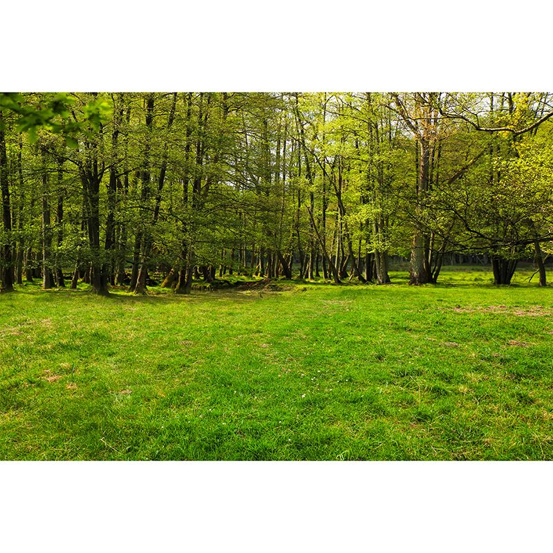 Forest Customized Mural Wallpaper Contemporary for Living Room Bedroom Decor