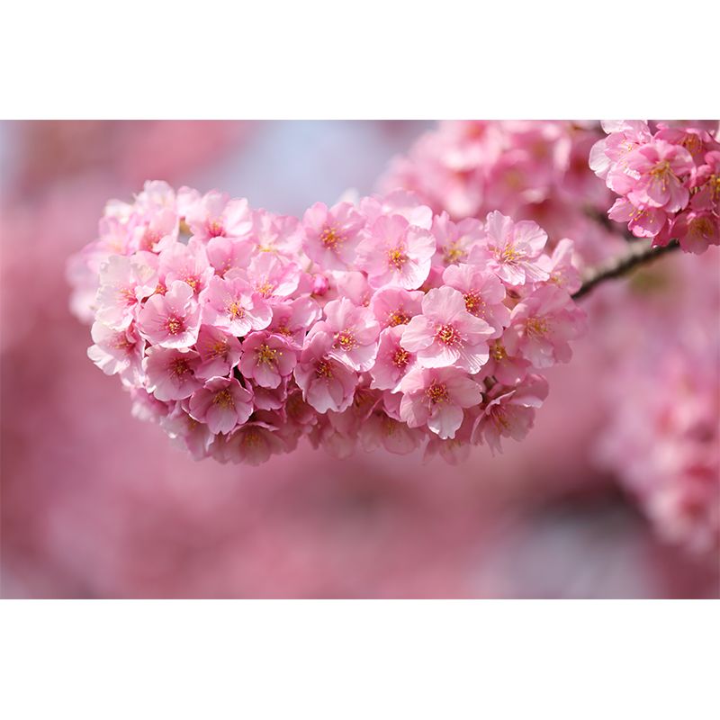 Contemporary Bouquet Mural Decal Pink Dining Room Wall Decor, Custom Size Available