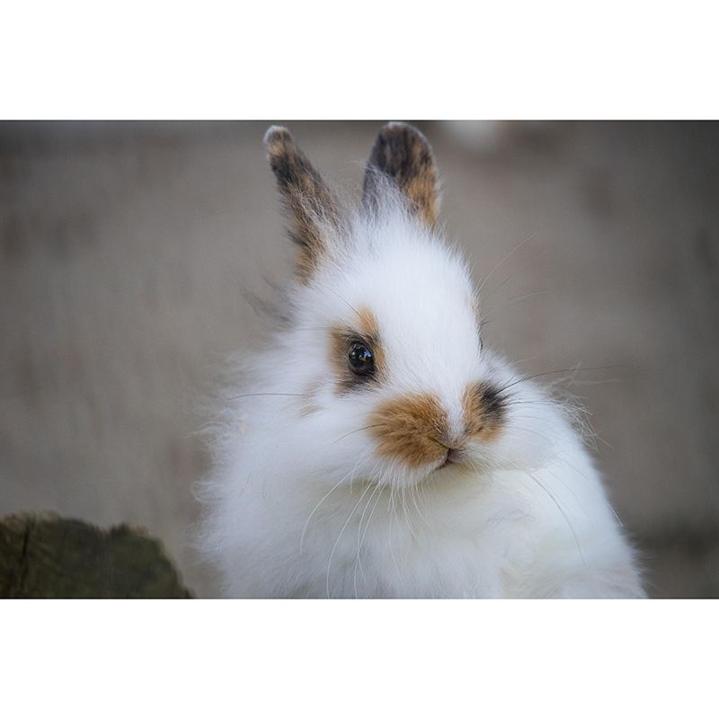 Beautiful Rabbit Mural Wallpaper Stain Resistant Wall Covering for Living Room