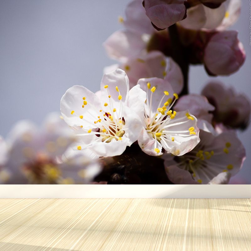 White Cherry Blossom Mural Wallpaper Moisture Resistant Wall Covering for Adults Room