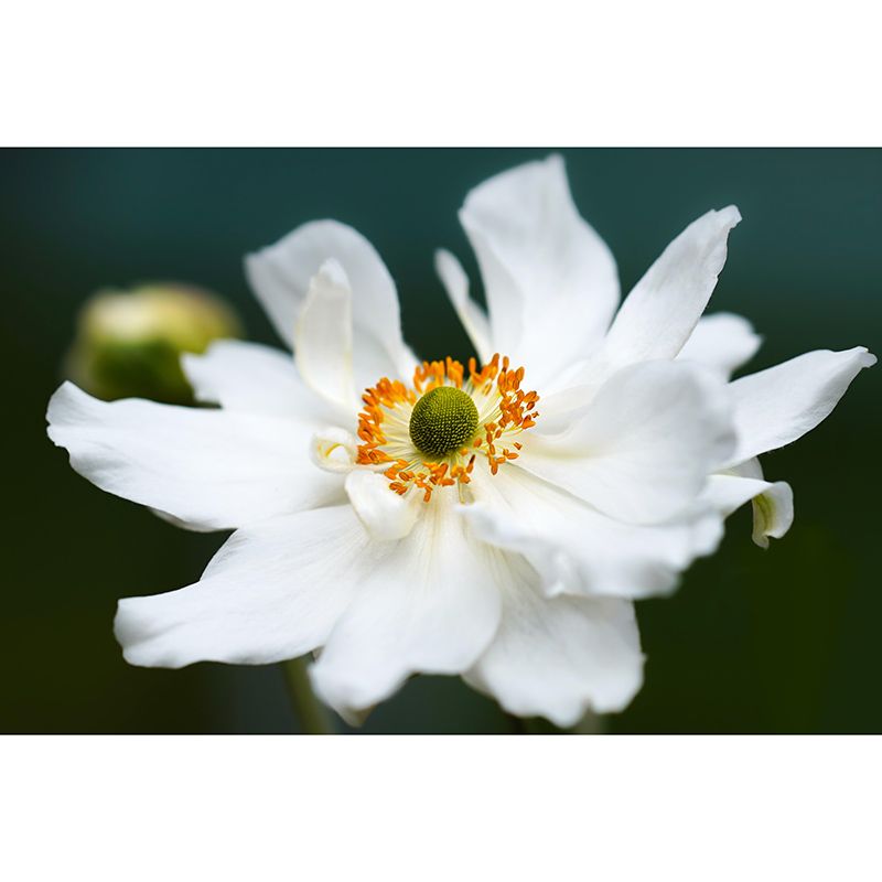 Beautiful Flower Mural Wallpaper Photography Horizontal Wall Decor for Home