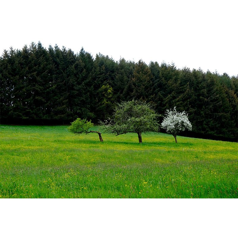 Spring Forest Scenery Wall Mural Contemporary Home Decor for Sitting Room