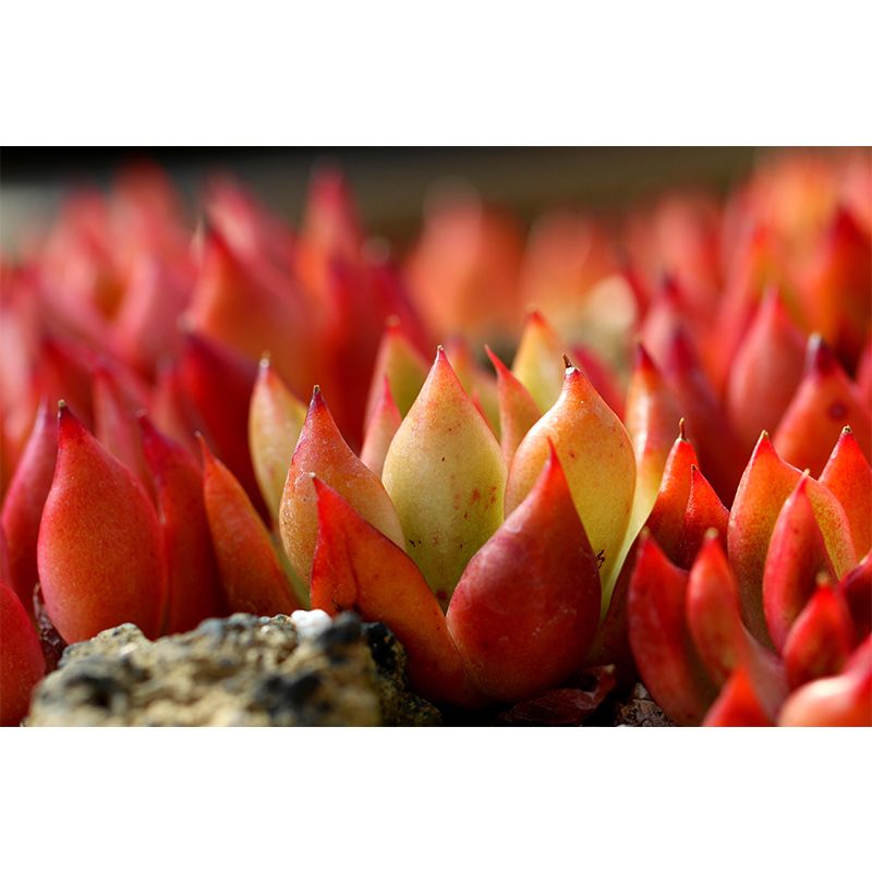 Succulent Potted Plants Mural Wallpaper Stain Resistant Wall Covering for Living Room