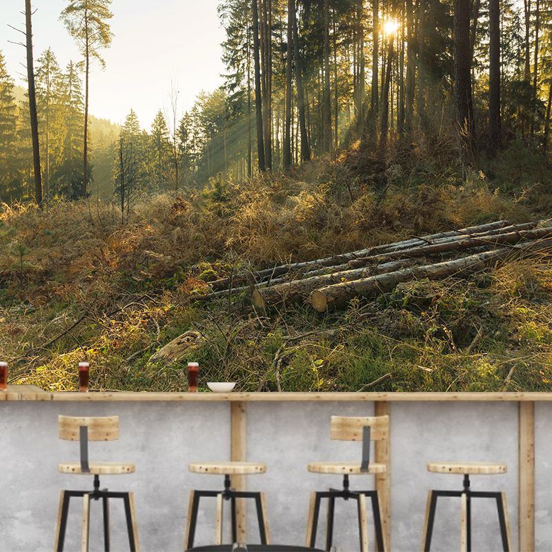 Autumn Forest Scenery Wall Mural Contemporary Home Decor for Sitting Room