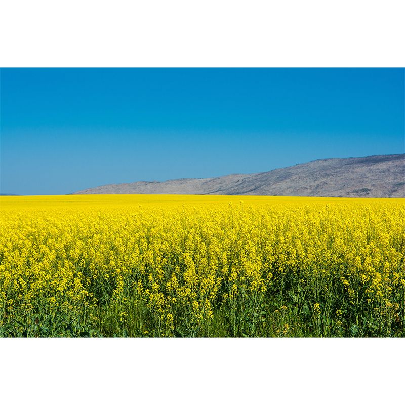 Customized Rape Blossoms Wall Mural Decal Moisture Resistant Wall Decor