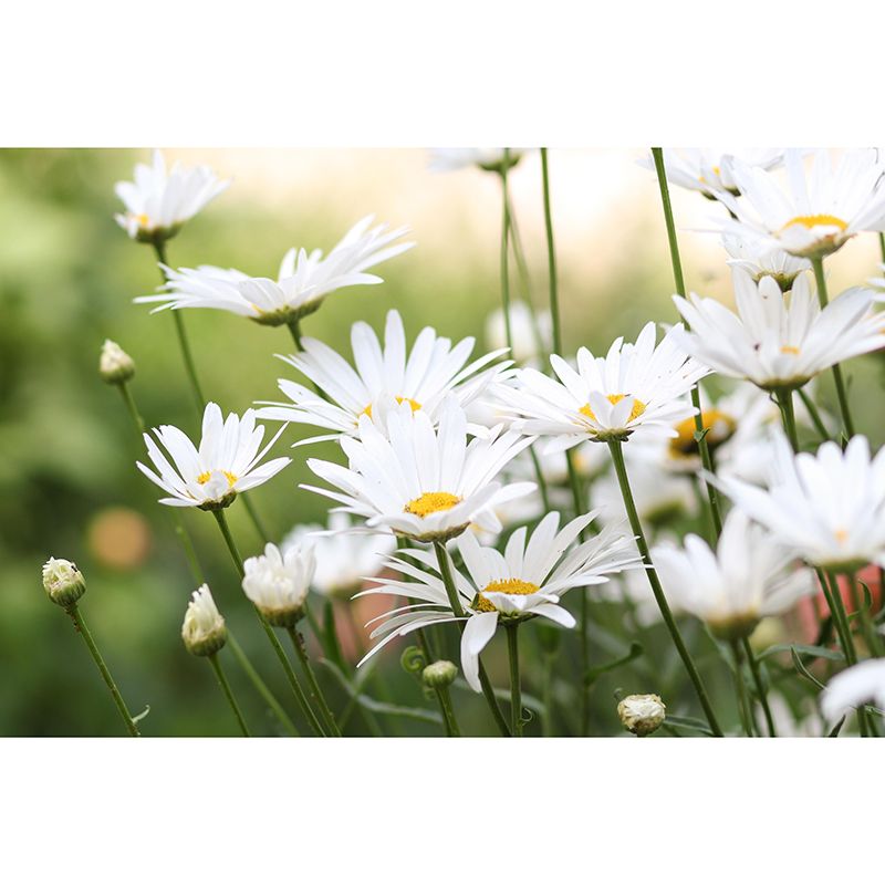 Customized Chamomile Flower Wall Mural Horizontal Photography for Sleeping Room Decoration