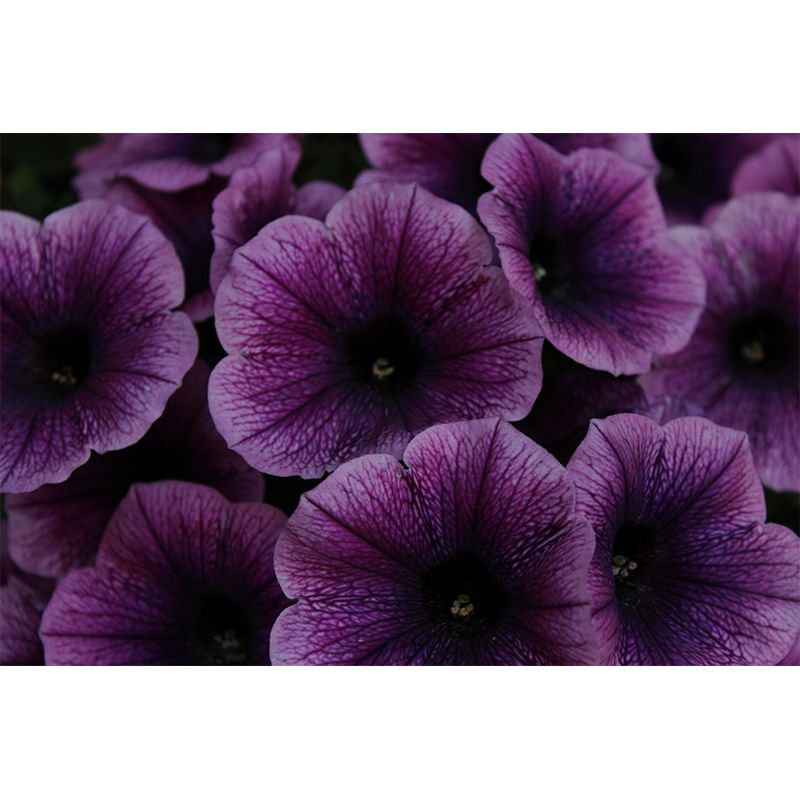 Petunia Blossom Mural Wall Paper Home Decorations for Kitchen Sitting Room