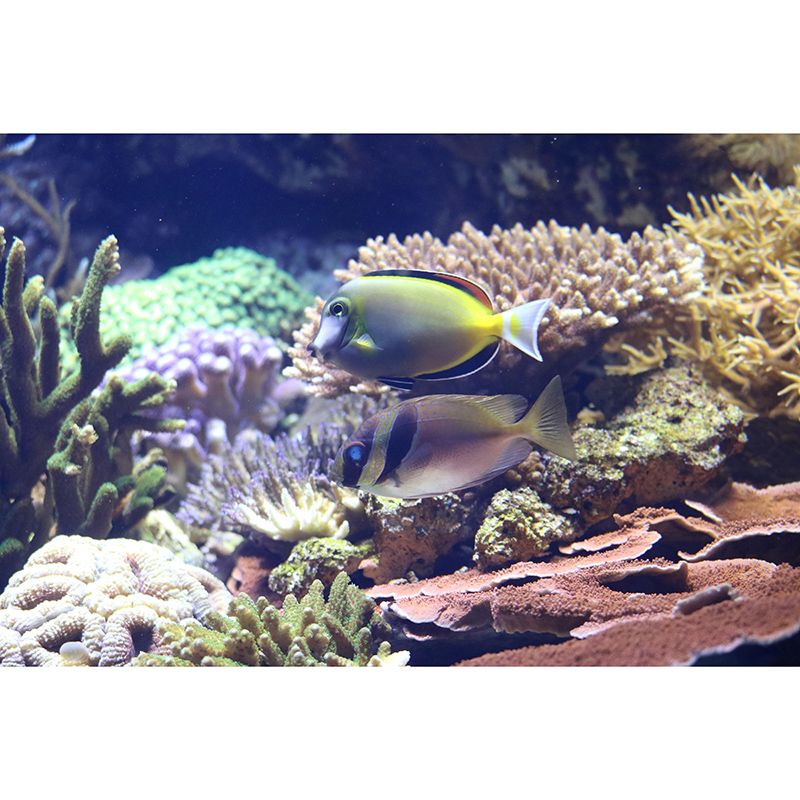 Customized Horizontal Photography Seabed Mural Eco-friendly Wallpaper for Bathroom