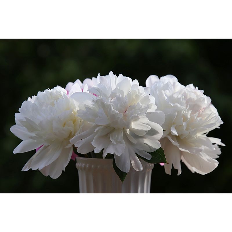 Elegant Peony Flower Mural Environment Friendly Wallpaper for Girl's Bedroom