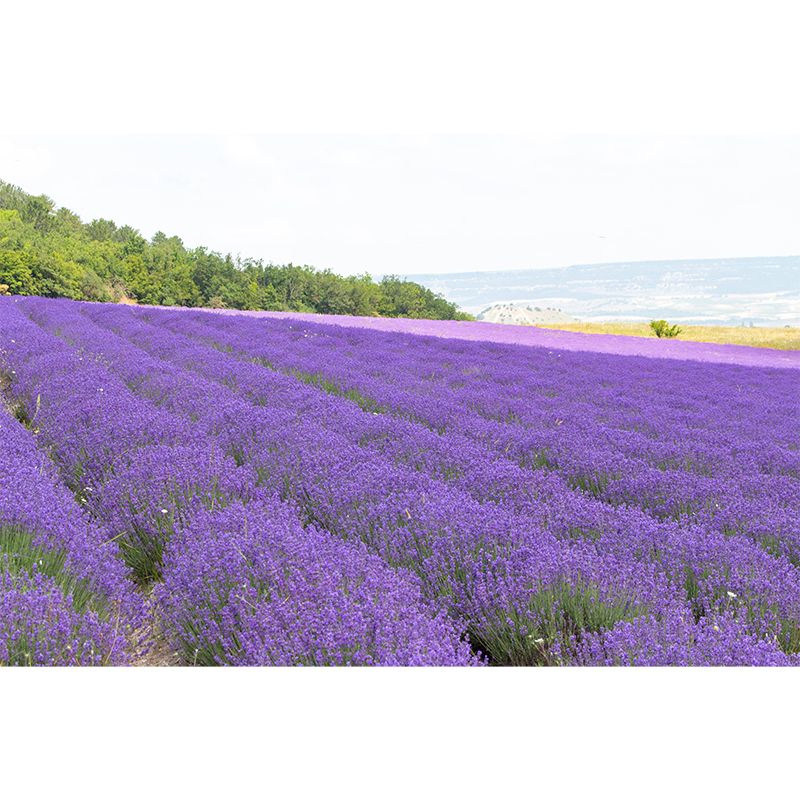 Purple Lavender Field Mural Wallpaper Contemporary Wall Covering for Sleeping Room