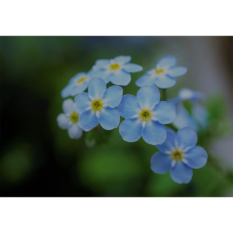 Customized Forget-Me-Not Mural Wall Covering Eco-friendly Wallpaper for Bedroom