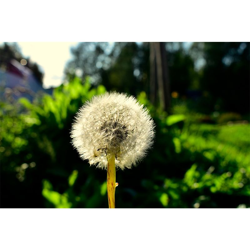 Modernism White Plant Mural Wallpaper Water Resistant, Made to Measure