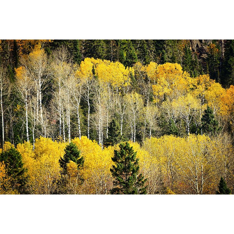 Contemporary Forest Mural Wallpaper Decorative Mildew Resistant Wall Art