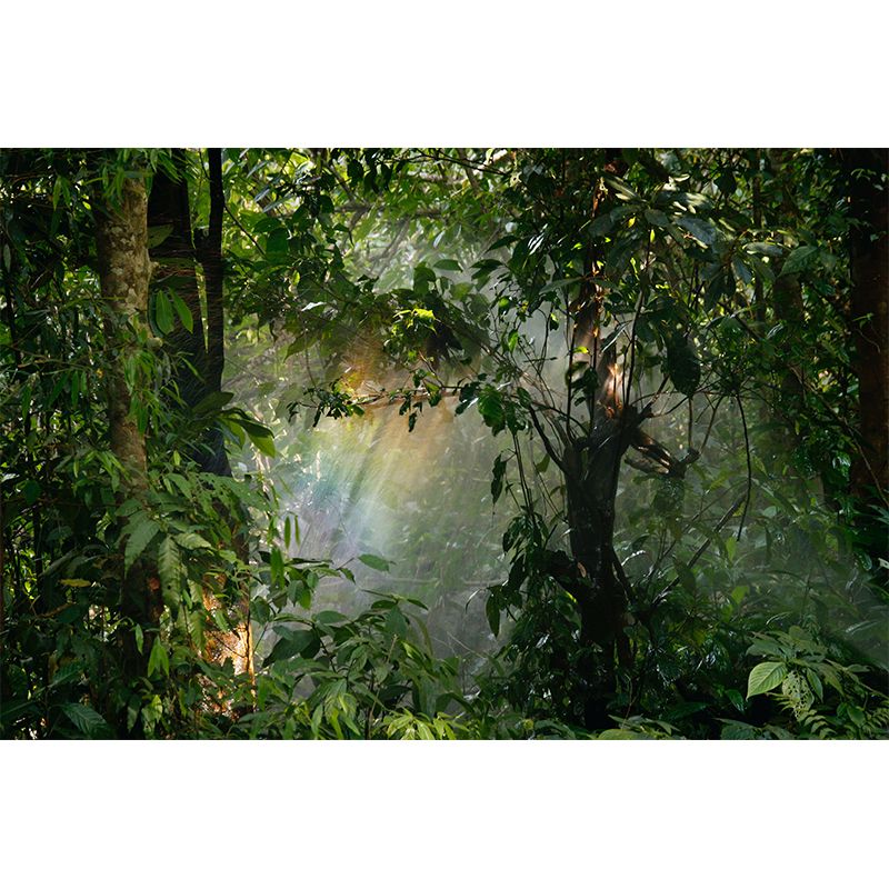 Environment Friendly Forest Photography Wallpaper Home Decor Mural Wallpaper