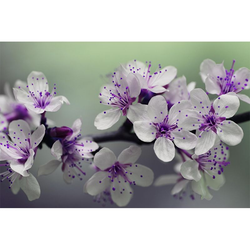 Contemporary Flower Blooming Wall Mural Moisture Decorative Eco-friendly for Home Decor