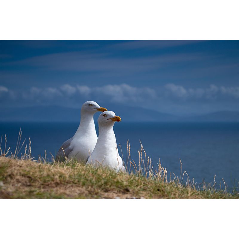 Modern Seagull Wall Mural Decal Eco-friendly Stain Resistant for Sitting Room