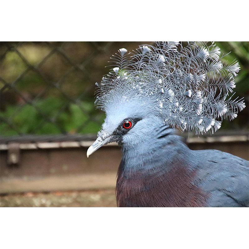 Victoria Crowned Pigeon Animal Mural Wallpaper for Living Room Home Decor