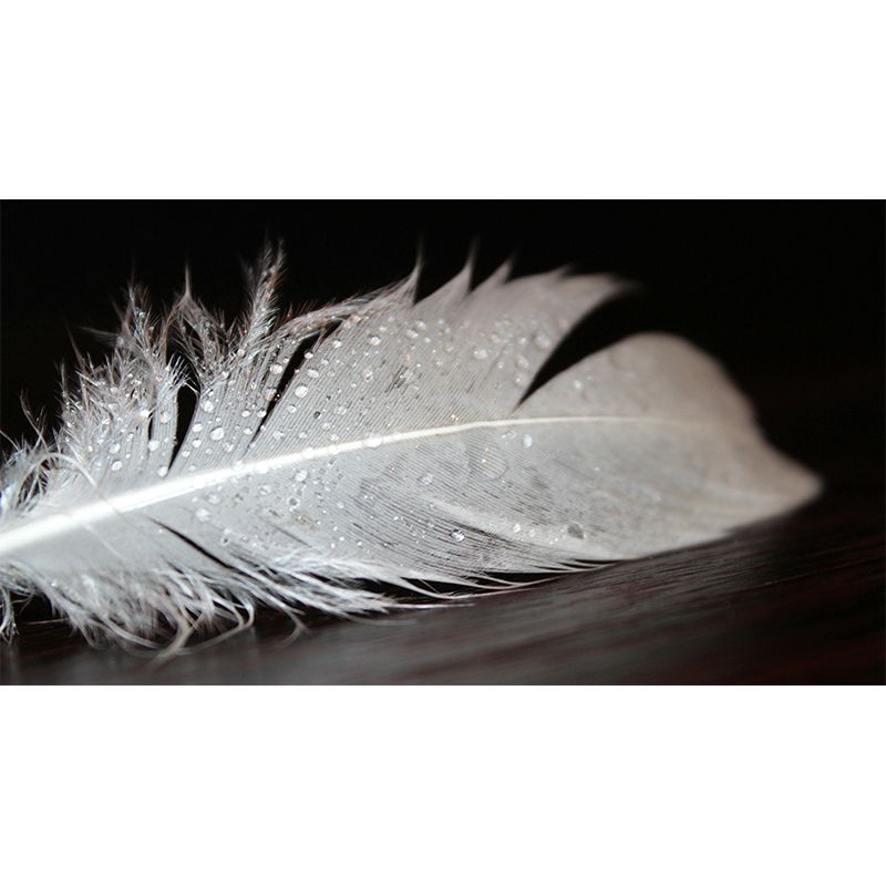 Contemporary Feather Mural Wallpaper Wall Covering for Living Room Decoration