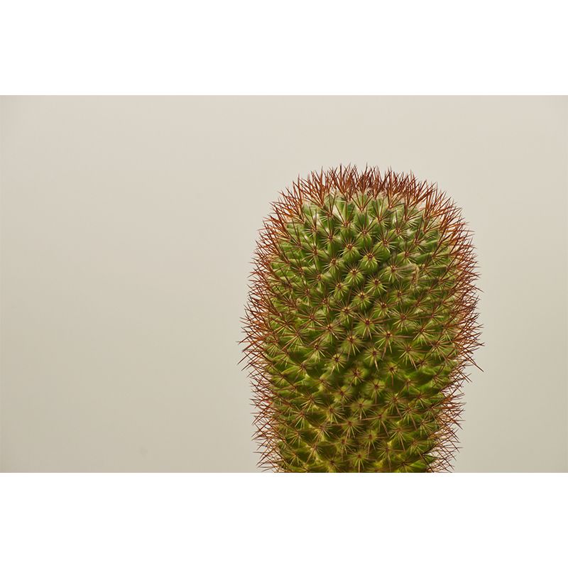 Cactus Plant Murals Wallpaper for Reading Room Bedroom, Custom Size Available